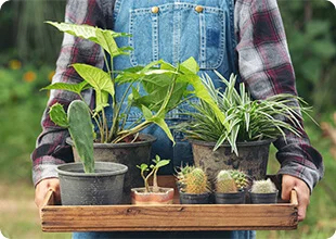 a person holding a tray with several plants on it
